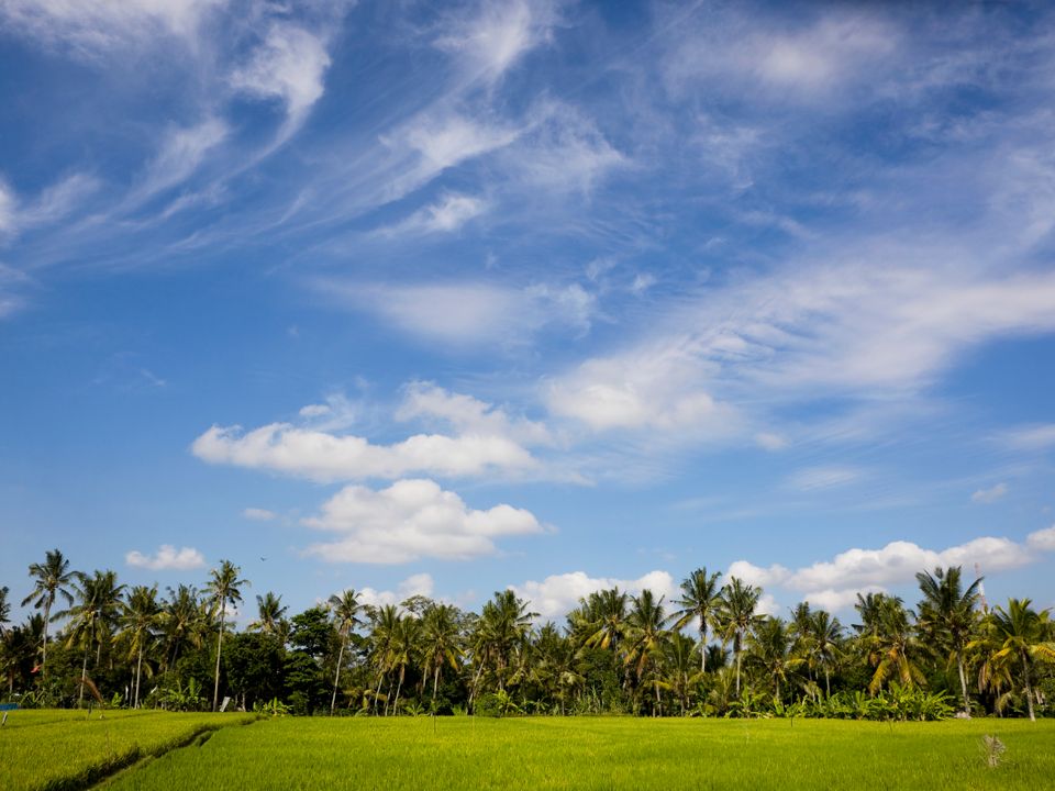 Blossom Village city
